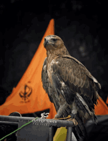 an eagle perched on a metal railing with jagdev singh photography written on it