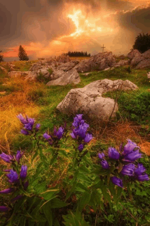 purple flowers in a field with a cross in the background at sunset