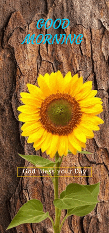 a sunflower with the words good morning god bless your day written on it