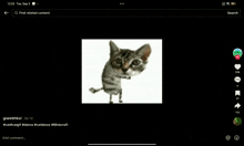 a screenshot of a cat dancing on a tik tok app