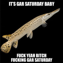 Gar Saturday Alligator Gar Meme