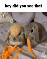 a couple of rabbits sitting next to each other on a bed with the words `` hey did you see that '' .