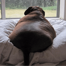 a dog laying on a bed looking out the window