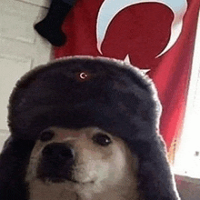 a dog wearing a hat is standing in front of a flag .