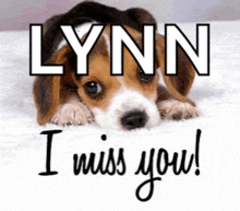 a beagle puppy is laying on a white blanket and says lynn i miss you