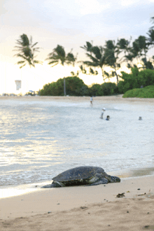 a sea turtle is laying on the sand on a beach