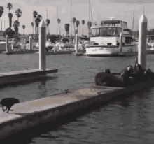 several seals are sitting on a dock next to a boat that says ' pacific coast ' on the side