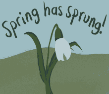 a drawing of a snowdrop with the words spring has spring written above it