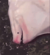 a close up of a pig 's foot with blood coming out of it 's mouth .