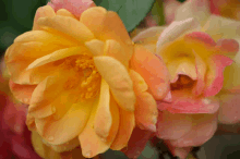 a closeup of a yellow and pink flower with water drops on the petals