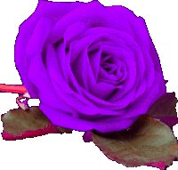 a close up of a purple rose with red leaves