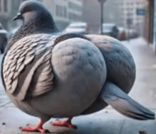 a pigeon is standing on a sidewalk with its tail hanging over its back