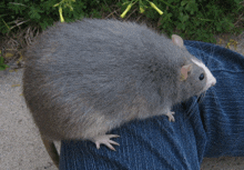 a grey rat is sitting on a person 's leg