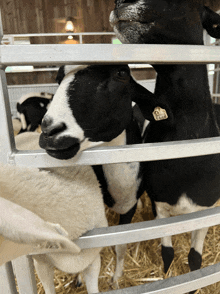 a black and white sheep with a tag on its neck that says ' sheep ' on it