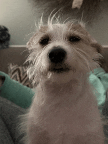 a close up of a dog 's face with a blue pillow in the background