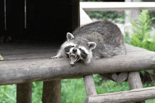 a raccoon with its mouth open laying on a wooden platform