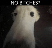 a close up of a white horse 's head with the words `` no bitches '' written above it .