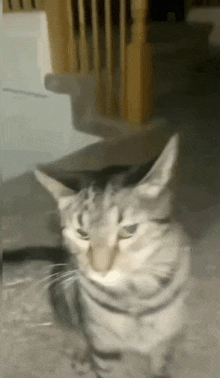 a cat is standing in front of a staircase looking at the camera