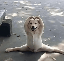 a dog is sitting on the ground making a heart shape with its paws .
