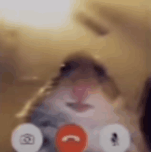 a hamster is talking on a video call with a microphone .