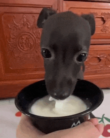 a puppy is drinking milk from a bowl .