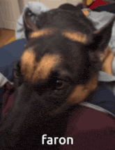 a close up of a dog with the word faron on the bottom right