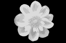 a black and white photo of a white flower with a black background