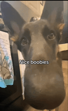 a dog with the words nice boobies written on it