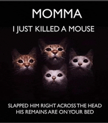 a poster that says momma i just killed a mouse slapped him right across the head and his remains are on your bed