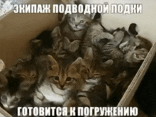 a bunch of kittens in a cardboard box with russian text