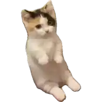 a calico cat is sitting on its hind legs and looking at the camera