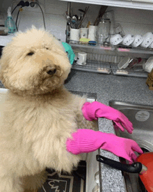 a dog wearing pink rubber gloves stands in a kitchen