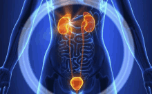 a computer generated image of a woman 's kidneys and bladder