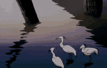 three birds are standing in a body of water with a purple sky in the background