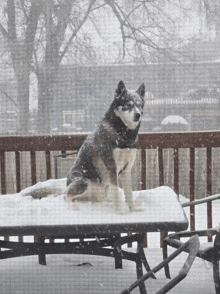 a husky dog is sitting on a snowy table