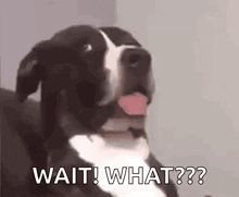 a black and white dog is sitting on a couch with its tongue out and says `` wait ! what ?? '' .