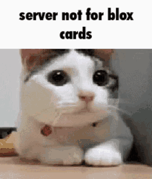 a cat is laying on a table with the words `` server not for blox cards '' on it .