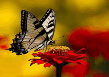 a butterfly is perched on a red flower with a yellow center