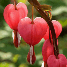 a bunch of bleeding heart shaped flowers hanging from a vine