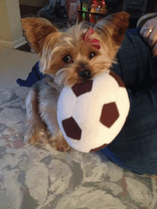 a small dog is holding a soccer ball in its mouth