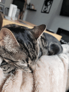 a cat is sleeping on a fluffy blanket