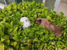 a white rabbit and a brown dog are laying in the leaves