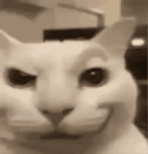 a close up of a white cat 's face with a smile on its face .