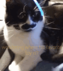 a black and white cat with the words wondering where his favorite toy is above it