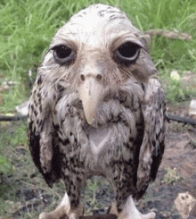 a close up of an owl with a long beak standing in the grass .