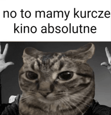 a black and white photo of a cat with the words no to mamy kurcze kino absolutne
