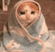 a sad cat is wrapped in a blanket and says `` miss you '' .