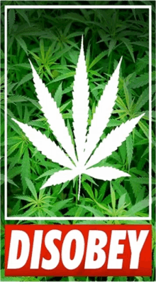 a picture of a marijuana leaf and the word disobey