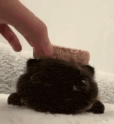 a person is petting a black cat with a piece of bread on its head .