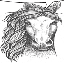 it is a black and white drawing of a horse with a long mane .